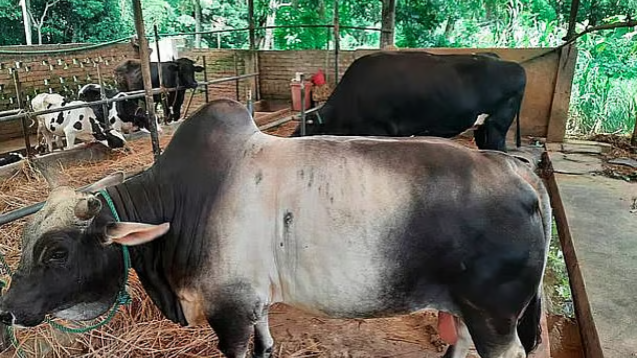 কোরবানির আগে প্রাকৃতিকভাবে গরু হৃষ্টপুষ্ট করে লাভবান হবেন যেভাবে. Dhakainlight.com