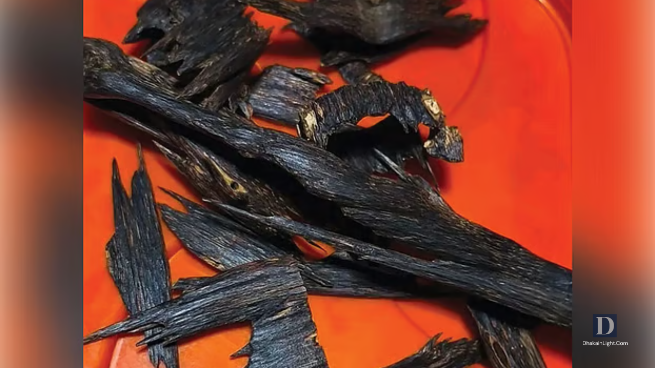 আগর চাষ, পাহাড়ের সুগন্ধ ছড়াচ্ছে বিদেশে. Dhakainlight.com