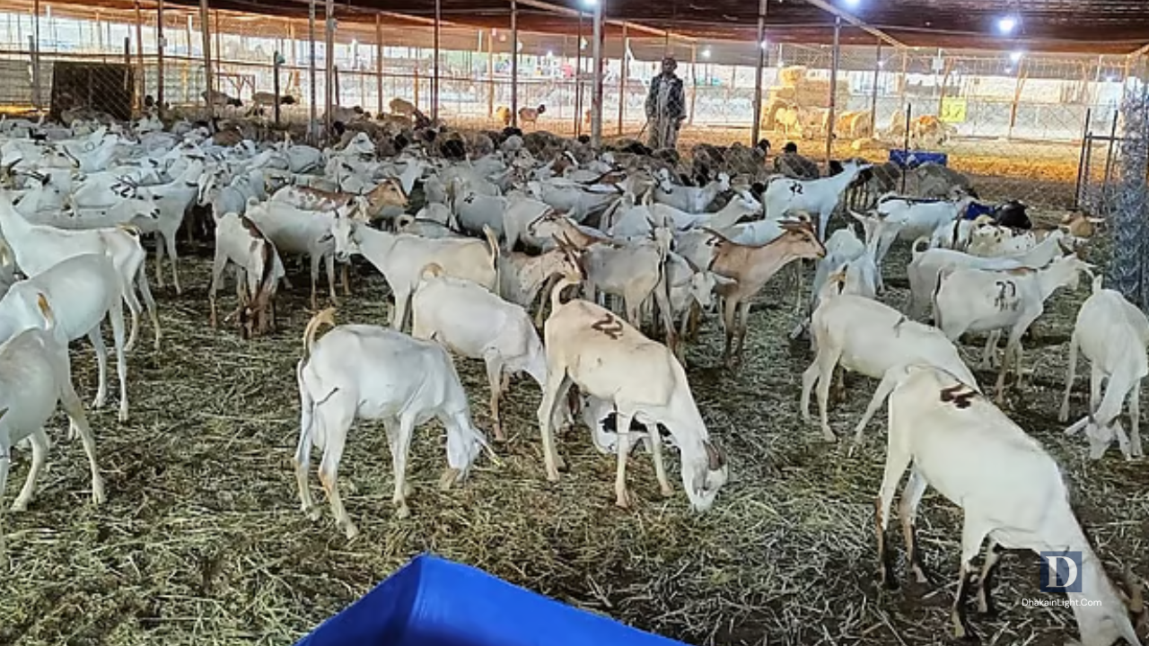 সৌদি আরবের মক্কায় একাশিয়ার পশুর হাটে কোরবানির প্রস্তুতি পুরোদমে চলছে।. Dhakainlight.com