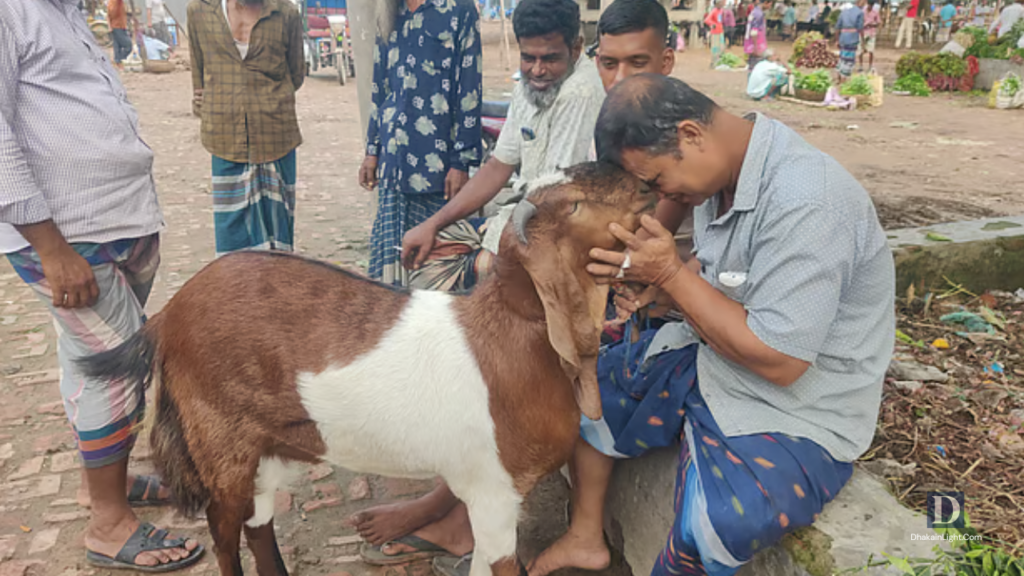 জয়পুরহাটের কোরবানির হাটে ৬৫ কেজির খাসি, দাম হাঁকা হচ্ছে ৫৫ হাজার টাকা. Dhakainlight.com