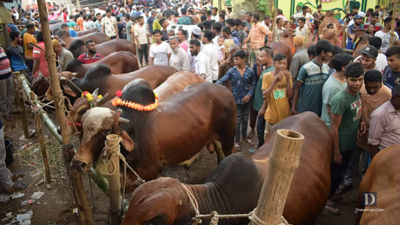 ঢাকার দুই সিটিতে আজ থেকে শুরু হচ্ছে কোরবানির পশুর বিক্রি, ১৯টি হাট বসছে. Dhakainlight.com