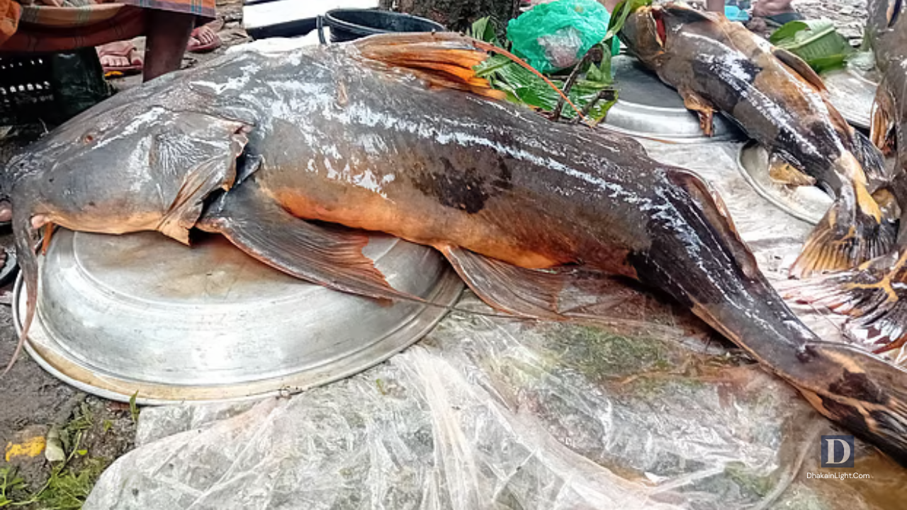 মৌলভীবাজারে ৯০ কেজির তিনটি বাগাড় মাছ বিক্রি, মাইকে ডাক ‘আউক্কা, দেখউক্কা, লউক্কা’. Dhakainlight.com