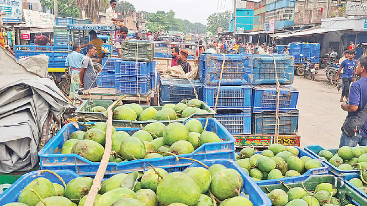 রাজশাহীতে আমের বিপণনব্যবস্থার পরিবর্তনে চাষিদের মুখে হাসি. Dhakainlight.com